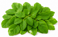 Moringa