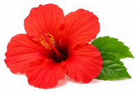Hibiscus
